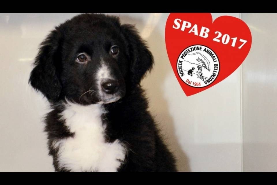 La SPAB ha fretta di metter mano al rifugio