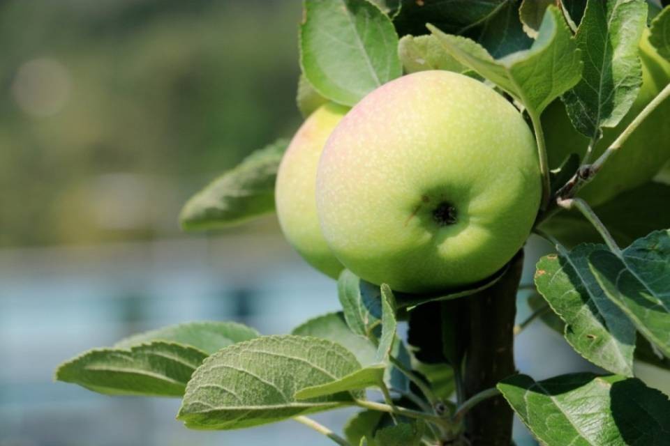 Raccolta frutta messa a dura prova da sbalzi climatici