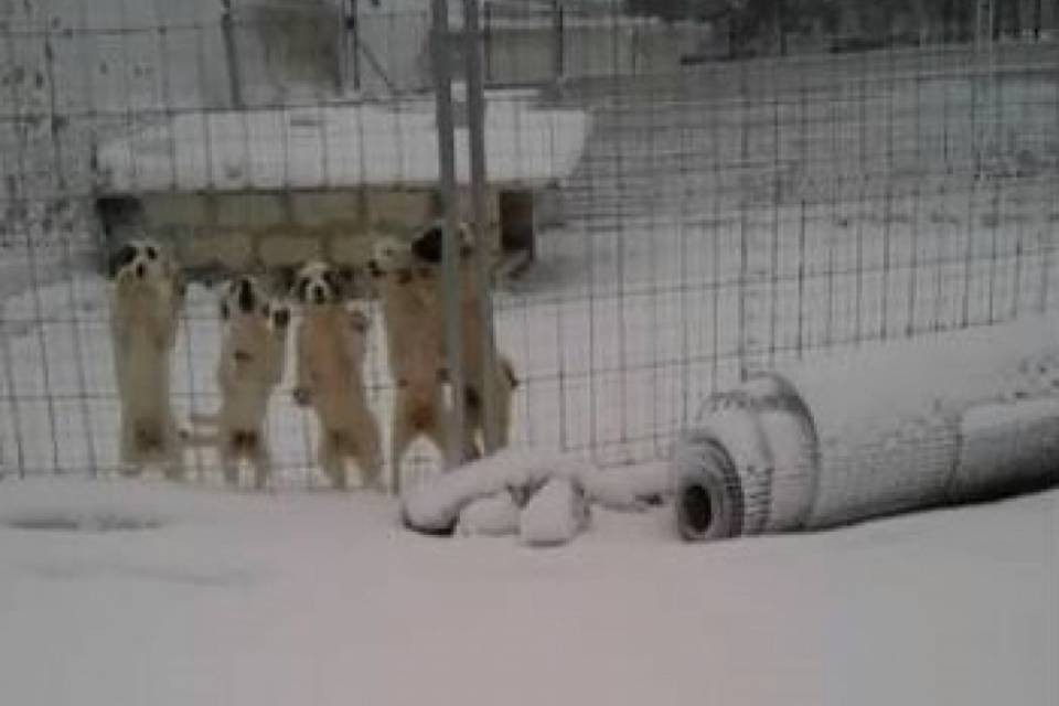 Puglia: 300 cani sommersi da 2 metri di neve