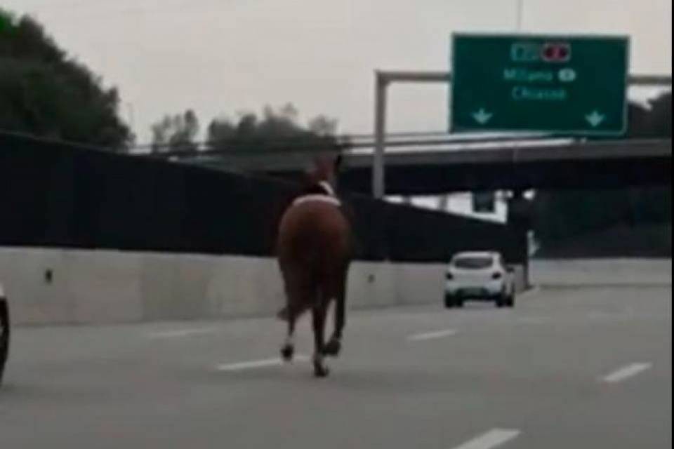 Un cavallo imbocca l'A2 a Mendrisio