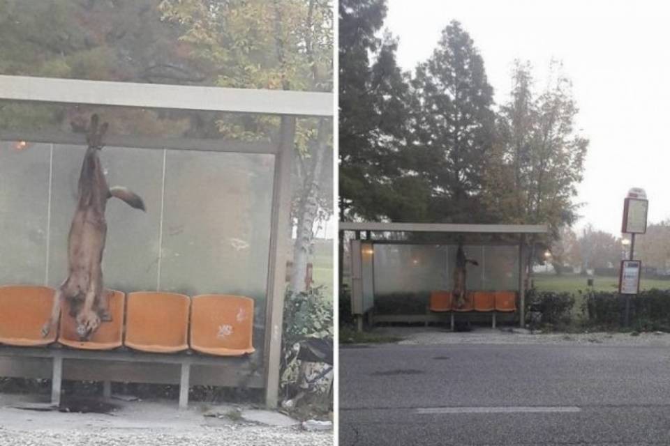 Lupo ucciso e appeso alla fermata del bus