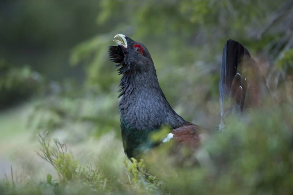 Gli escrementi del Gallo cedrone più vecchio del mondo