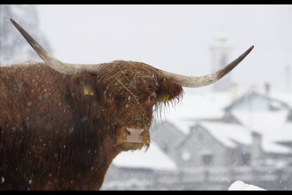 Tanta neve in vista?