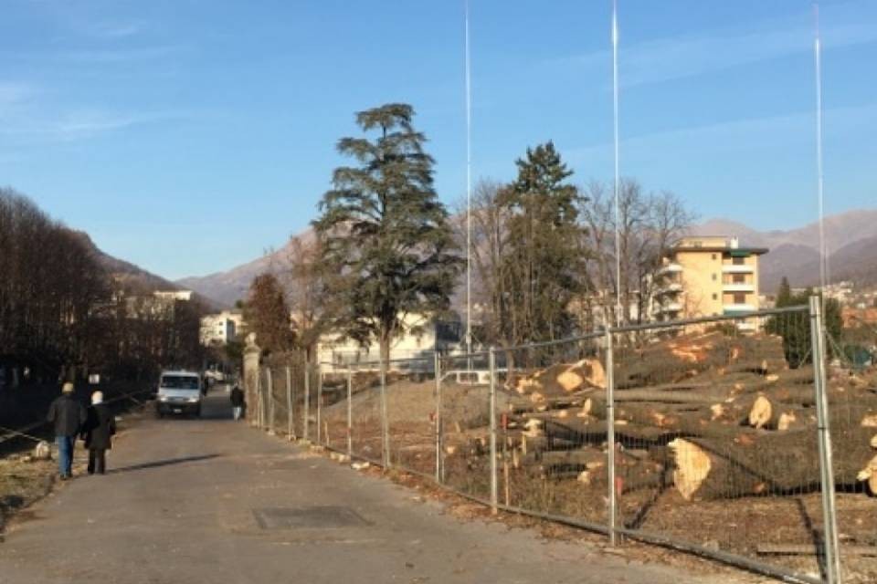 Abbattimento ippocastani: "Non siamo stati consultati"