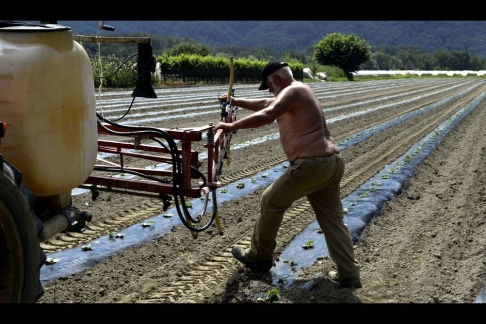 Troppo caldo per la verdura in Ticino
