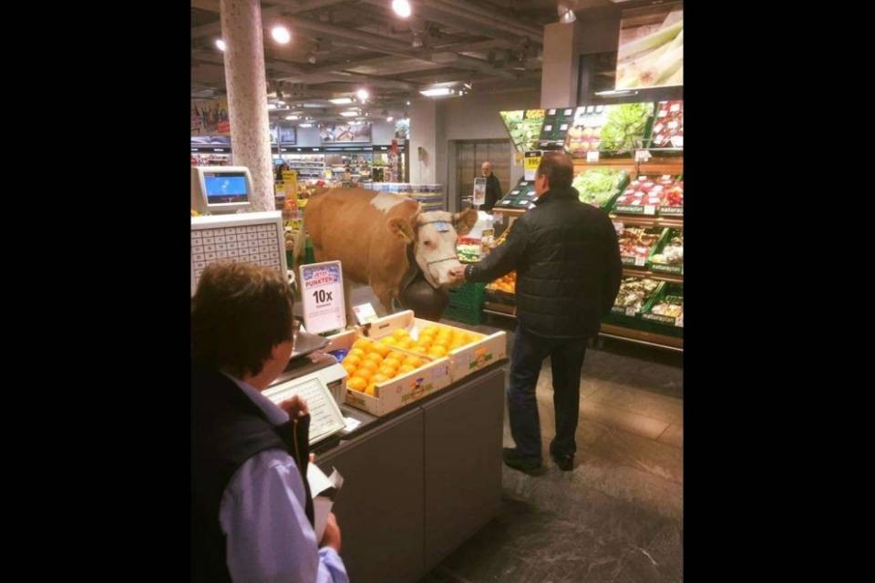 Mucca si perde alla Coop