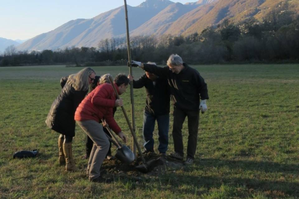 Piano di Magadino a misura d'uomo: 30 alberi per i 30 anni
