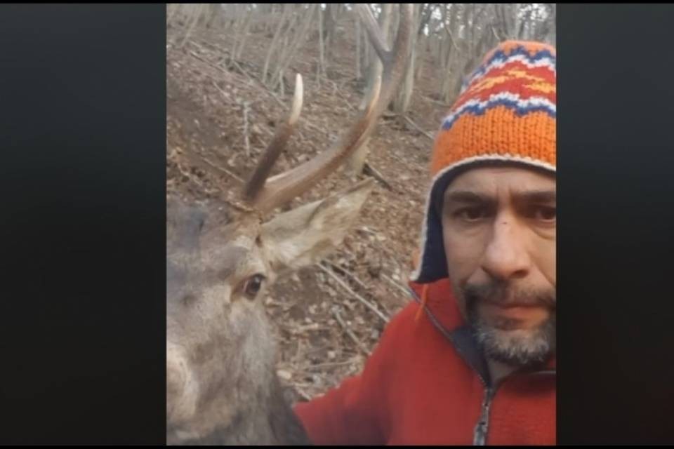 Salva un cervo nel bosco, poi il tragico epilogo