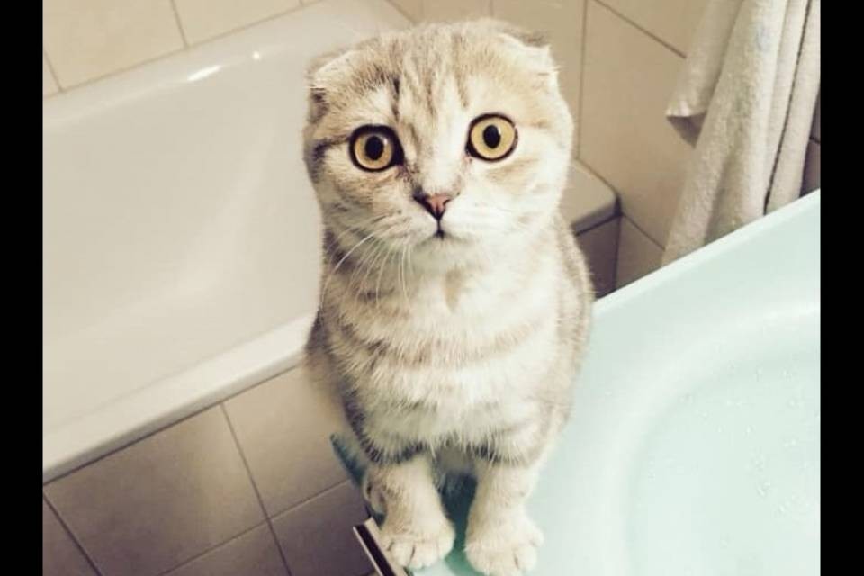 Agno, smarrito il gatto Camillo