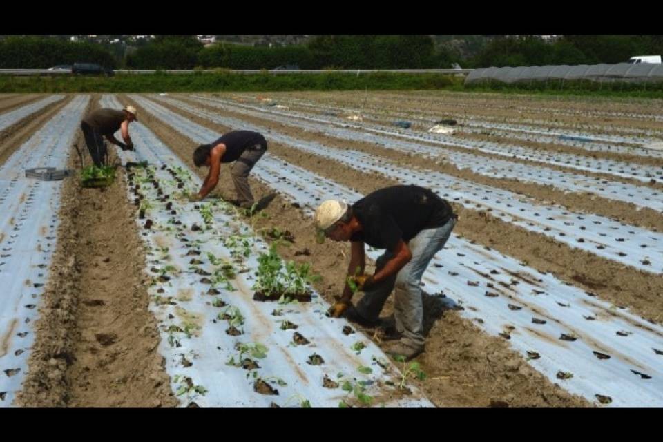 "No a iniziative agricole, troppo burocratiche e costose"