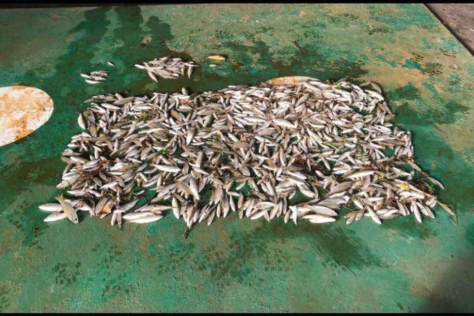 "Svuotiamo quei corsi d'acqua dai pesci condannati"