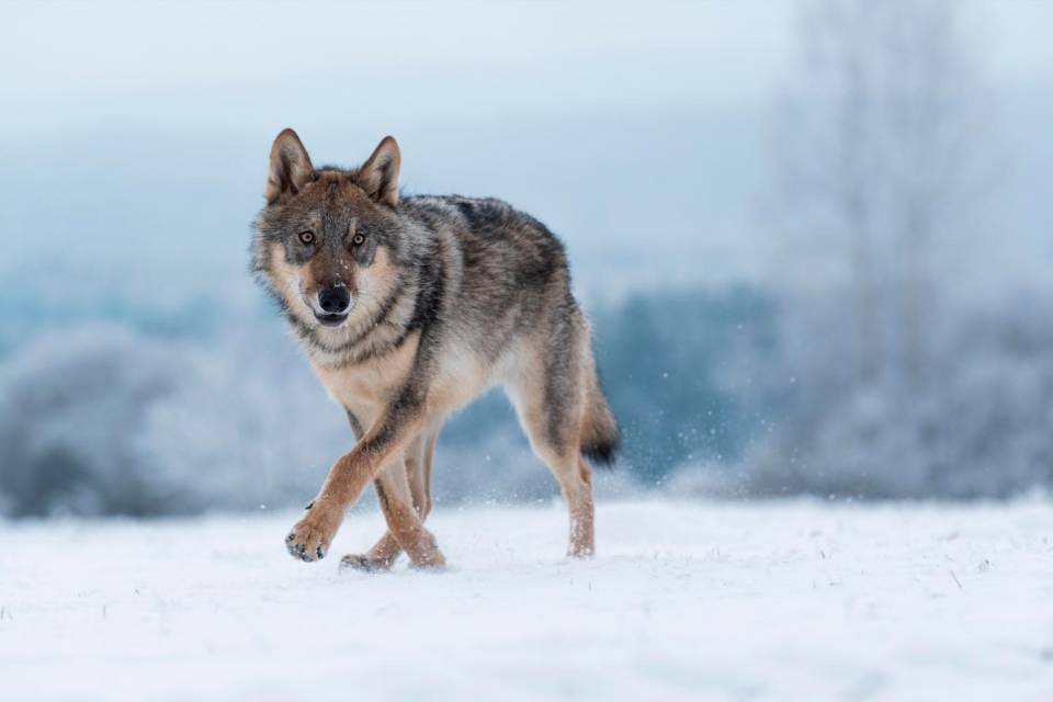 Foto Shutterstock