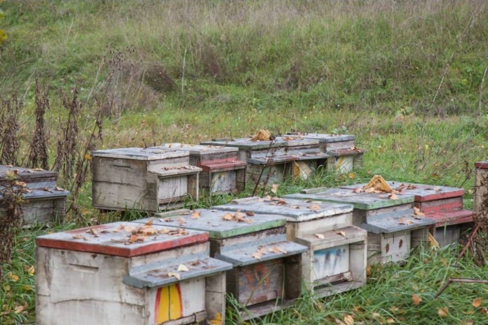 Pesticida uccide centinaia di migliaia di api in Svizzera