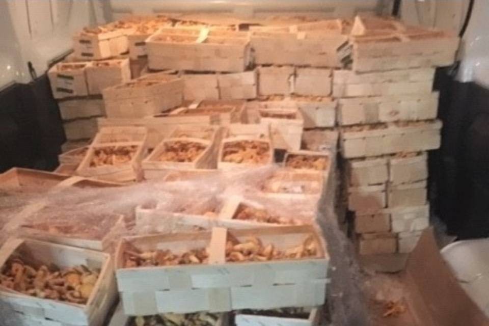 Pizzicato con 350 kg di funghi nel furgone