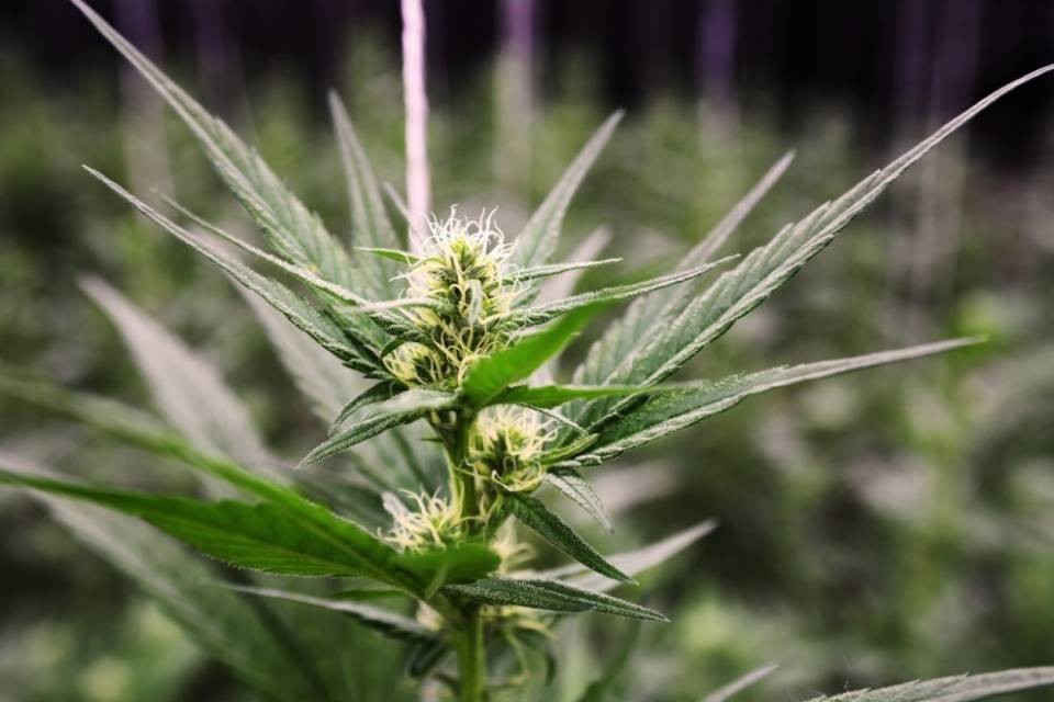 Zurigo, sequestrate e distrutte 12mila piante di cannabis