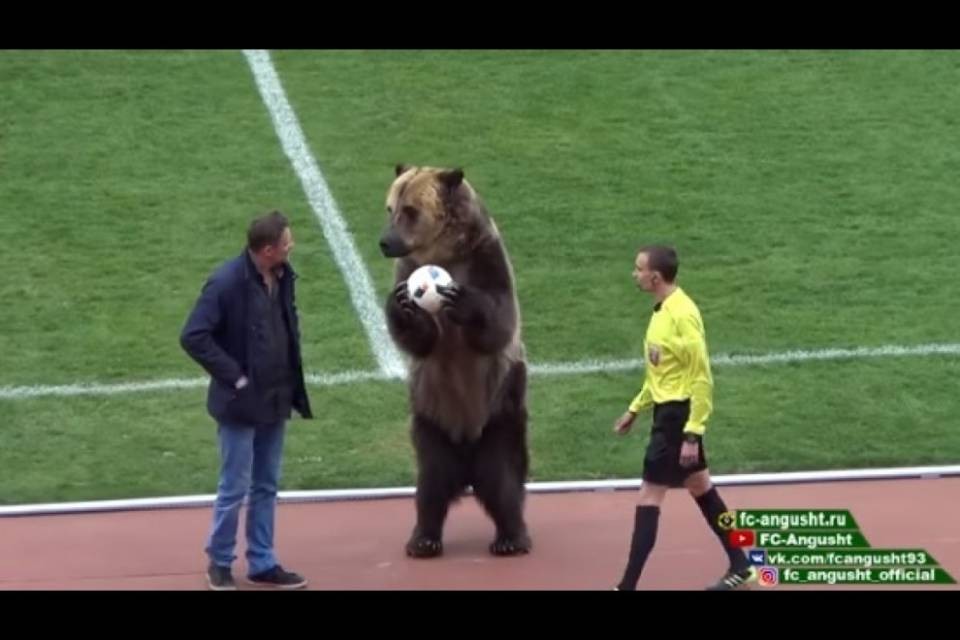 Incredibile: l'orso incita il pubblico e consegna la palla all'arbitro