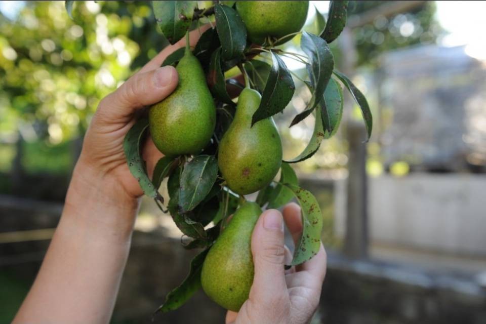 Una pera al giorno toglie i chili di troppo di torno