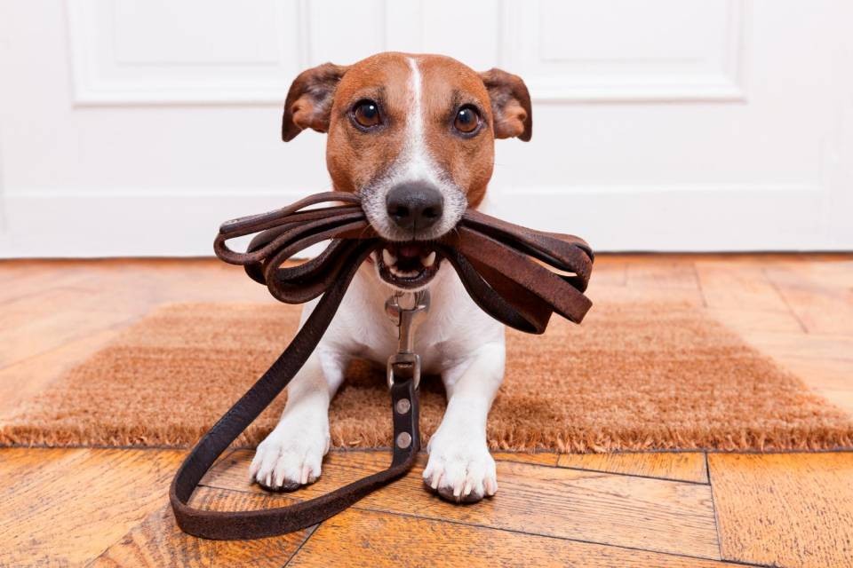 Immagine Shutterstock