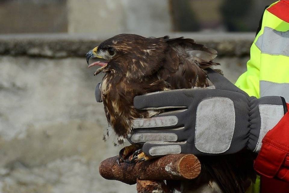 Artù ha ripreso a solcare i cieli di Bellinzona