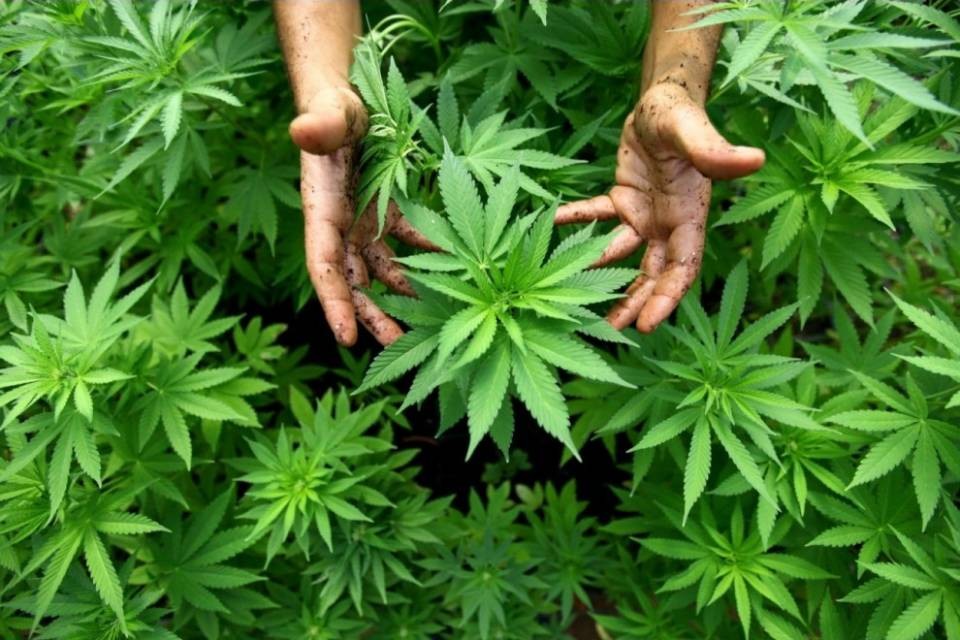 CIRCA - Droga, il Governo temporeggia, la Commissione dice il falso