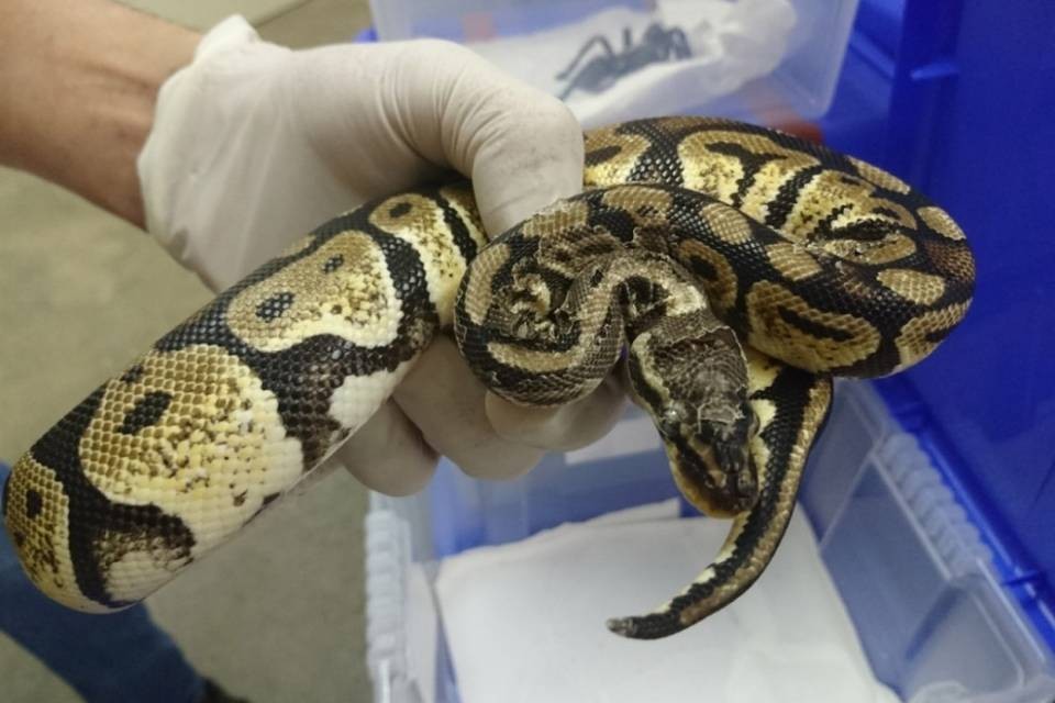 Animali esotici maltrattati sequestrati in Mesolcina: "Situazione drammatica"
