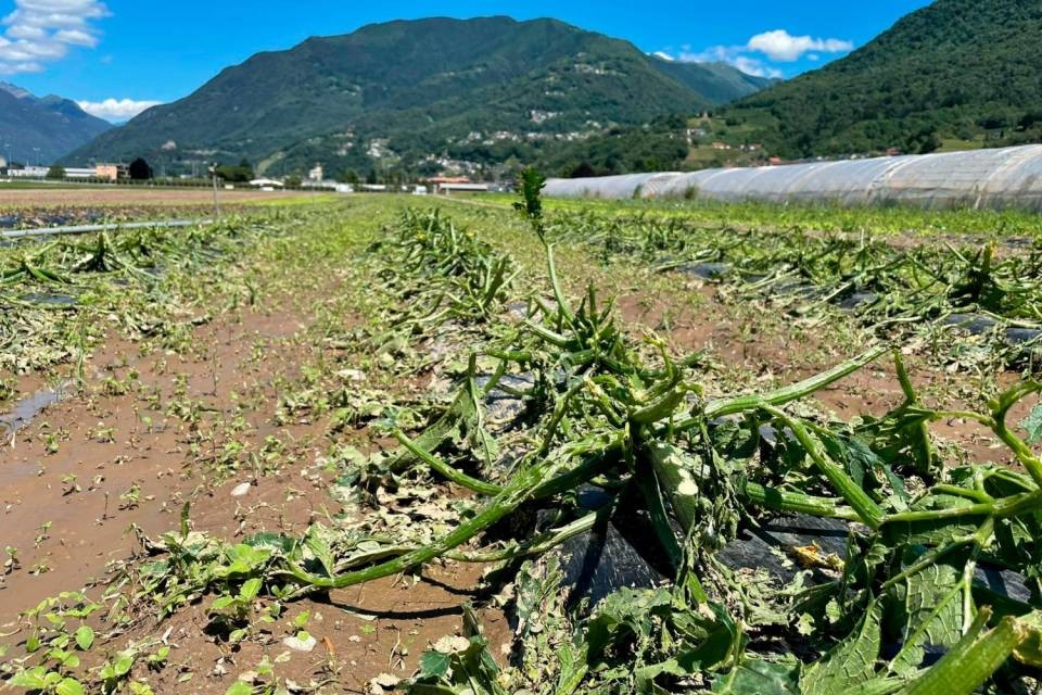 La situazione dei campi presso l’Agriturismo Regusci a Camorino