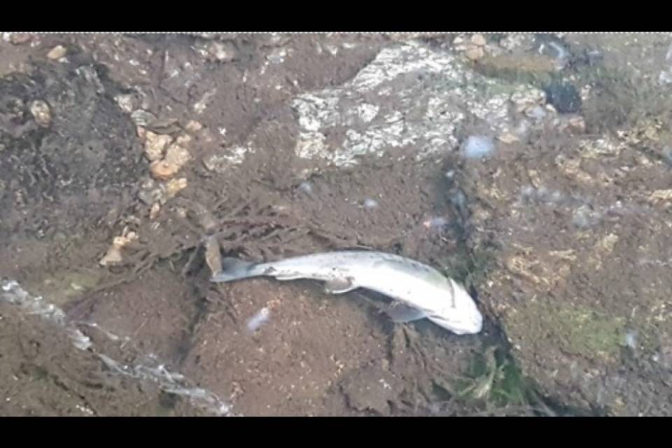 Quattro casi di inquinamento al riale Predabuglio
