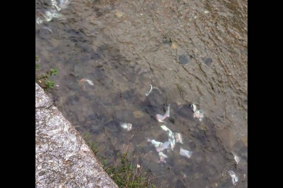 Pesci morti nel Cassarate