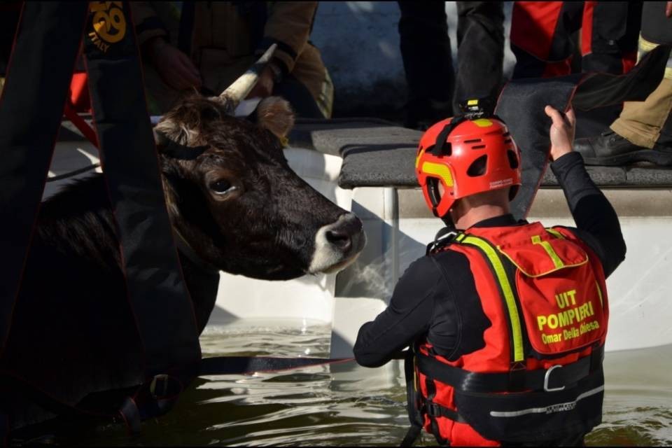 Mucca cade in piscina a Camignolo!