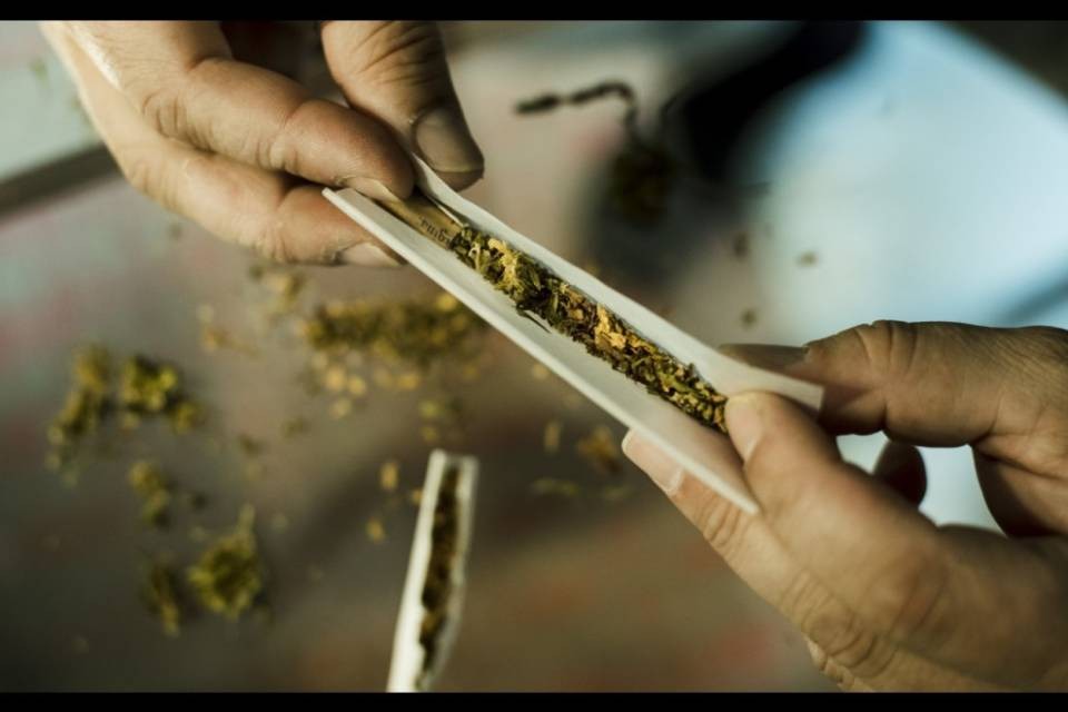 Legalizzazione canapa, 161 candidati su 737 a favore