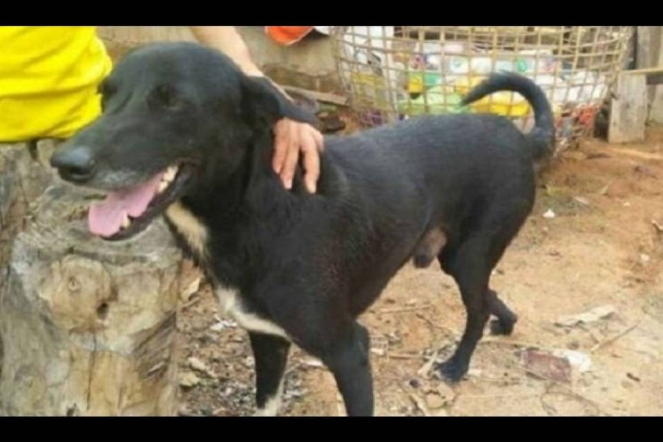 Madre sotterra figlio, un cane lo ritrova