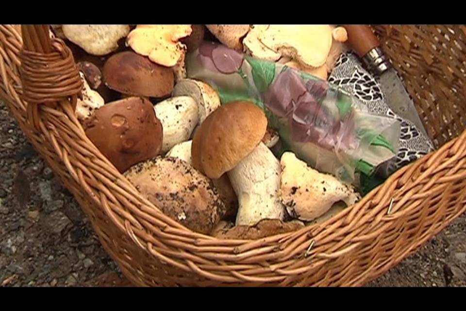Pochi funghi, ma tante zecche