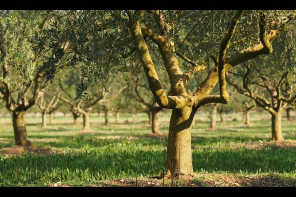 Italia: un batterio minaccia gli ulivi monumentali pugliesi