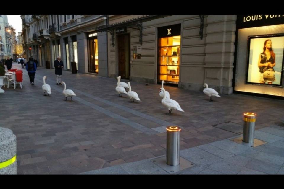 I cigni invadono Lugano. Ma c'è chi si preoccupa...