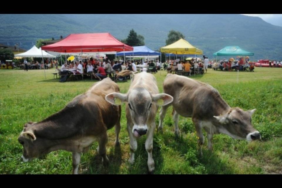 "Iniziative agricole accolte ma in calo"