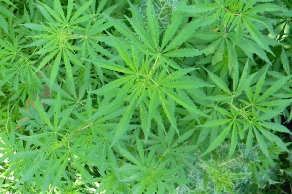 Germania: lite al Bundestag sulla legalizzazione della cannabis