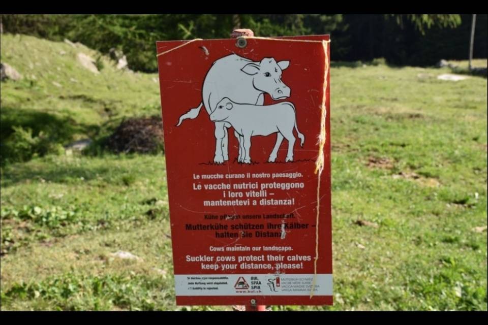 Escursionista aggredito da una mucca nutrice