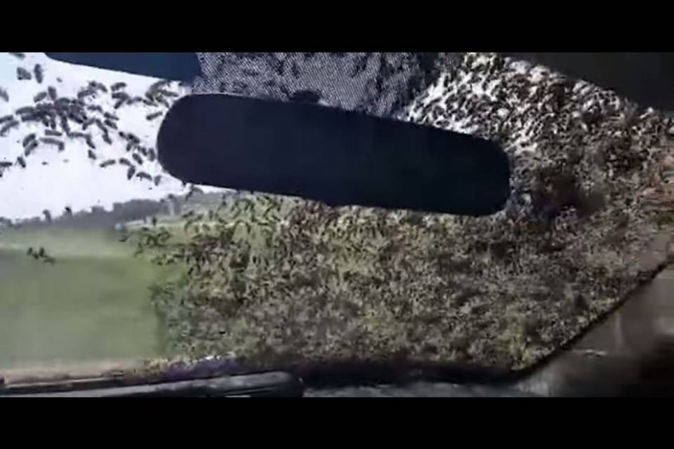 USA: camion con le arnie si ribalta. Il video del poliziotto
