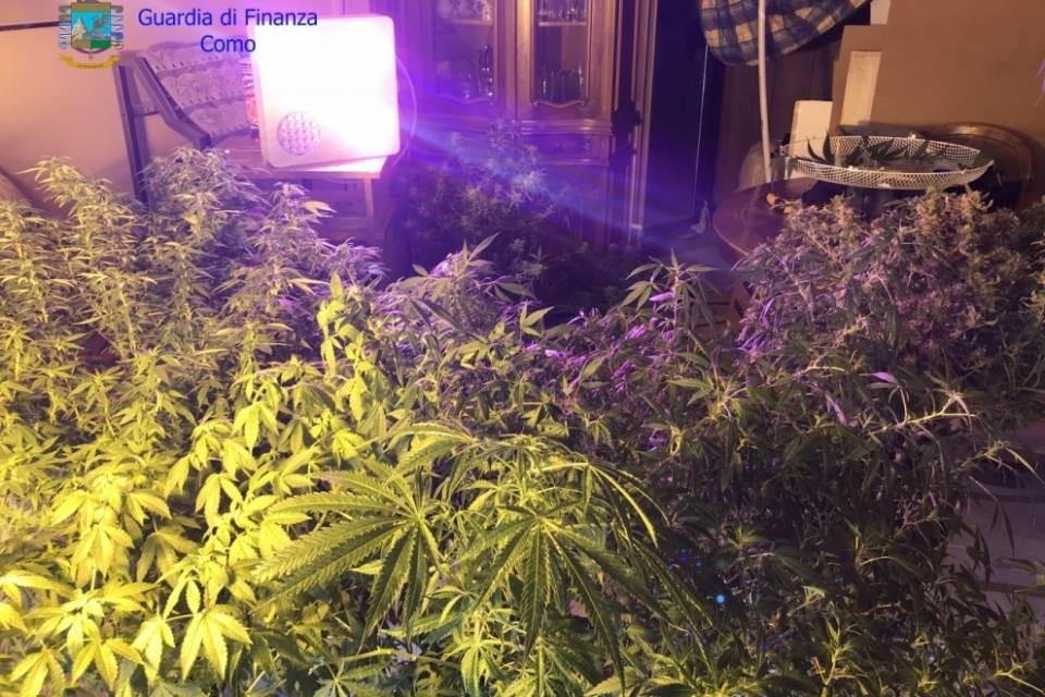 Appartamento invaso dalla marjuana, spacciatore in manette