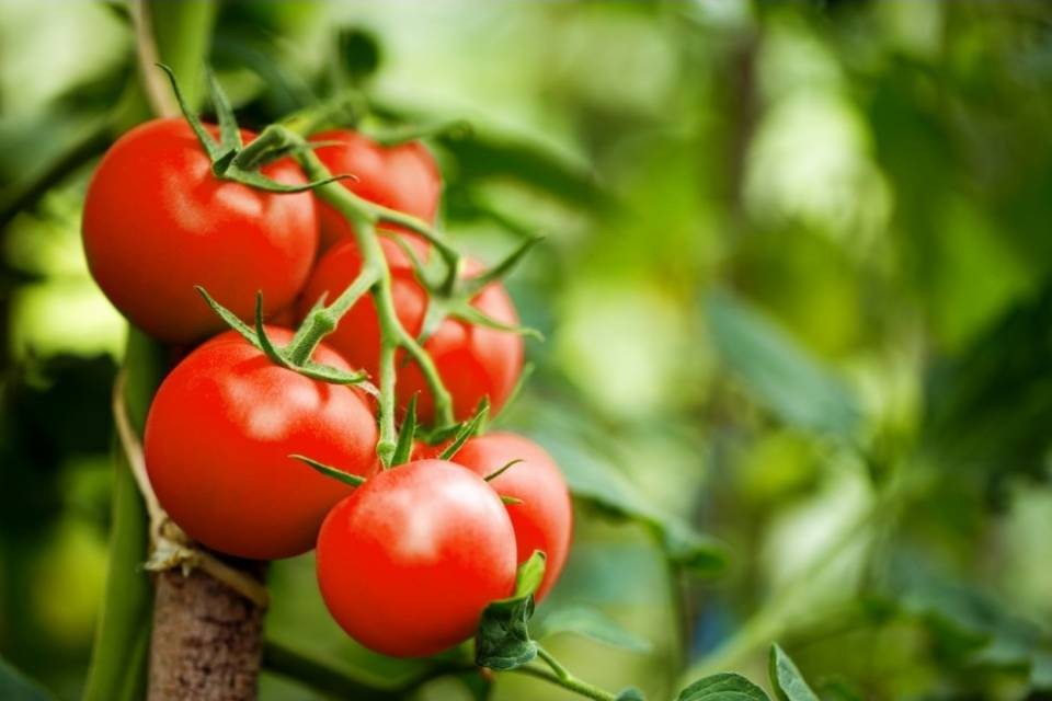 Prima i nostri... pomodori
