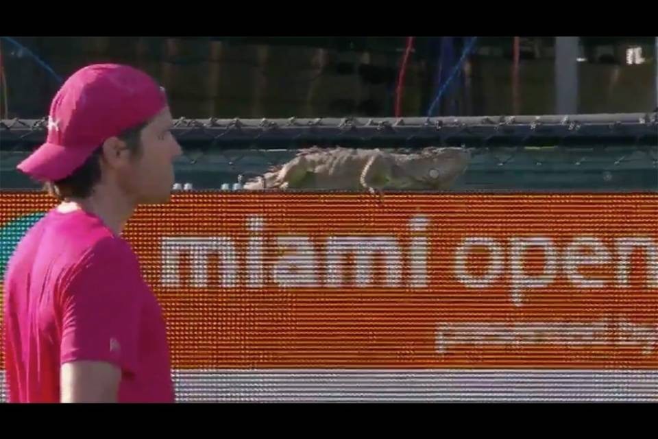 Un'iguana irrompe al Miami Open