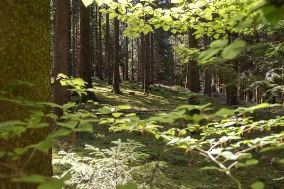 Donna aggredita sessualmente in un bosco