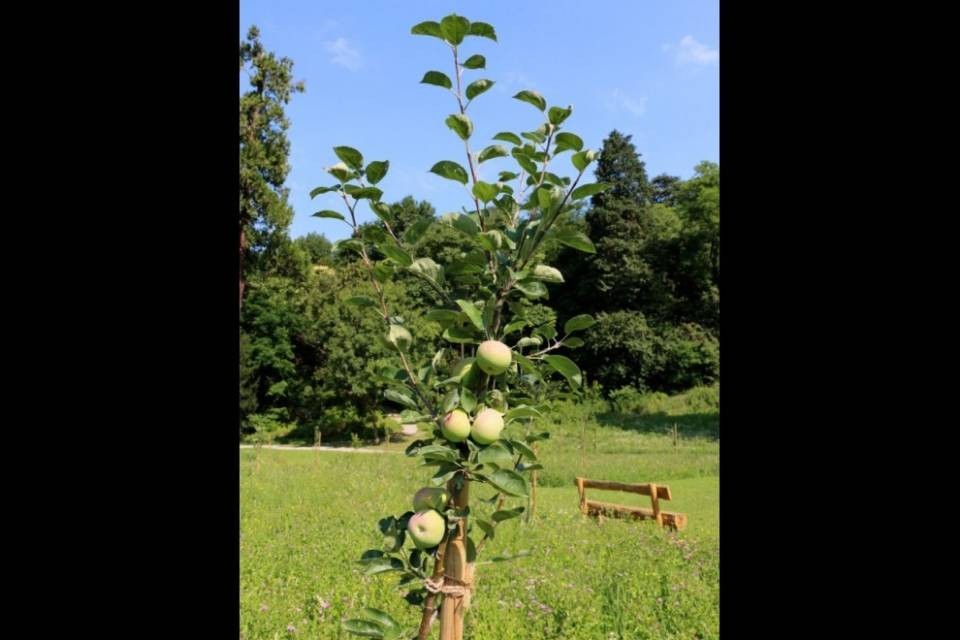 Due nuovi frutteti a Lugano