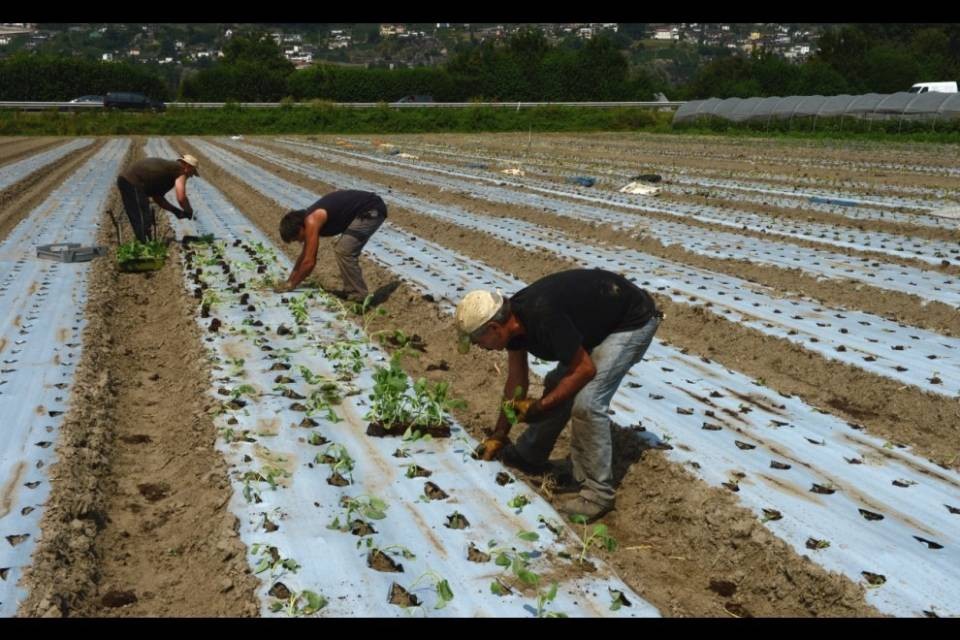 Agricoltura ticinese in ginocchio: "Lo Stato ci aiuti"