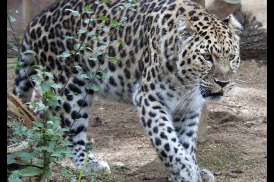 Leopardo sbrana bimbo di due anni