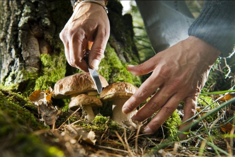 Patentino per fungiatt, il Governo ritira il messaggio