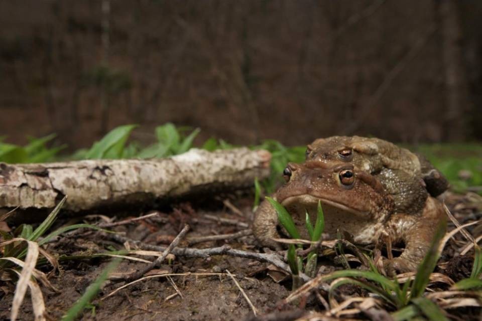 L’appello del WWF: attenzione a rane e rospi
