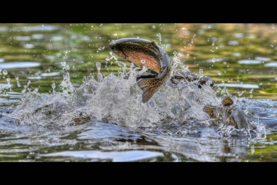 La trota è il pesce dell'anno 2020