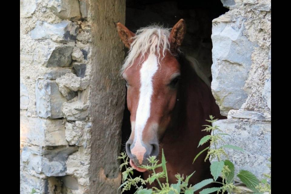 Chi ha visto la piccola Aleesha?