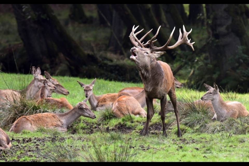 È il cervo l'animale del 2017